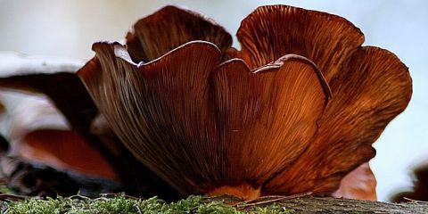 Pilz