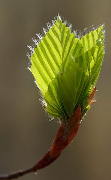 buchenlaub
